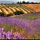 Senteurs de Provence, les lavandes de Valensole (5)