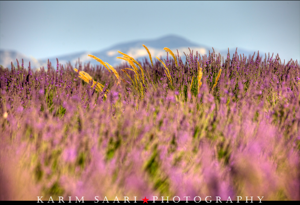 Senteurs de Provence, les lavandes de Valensole (6)