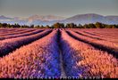 Senteurs de Provence, les lavandes sur le plateau de Valensole von karim saari 