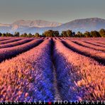 Senteurs de Provence, les lavandes sur le plateau de Valensole