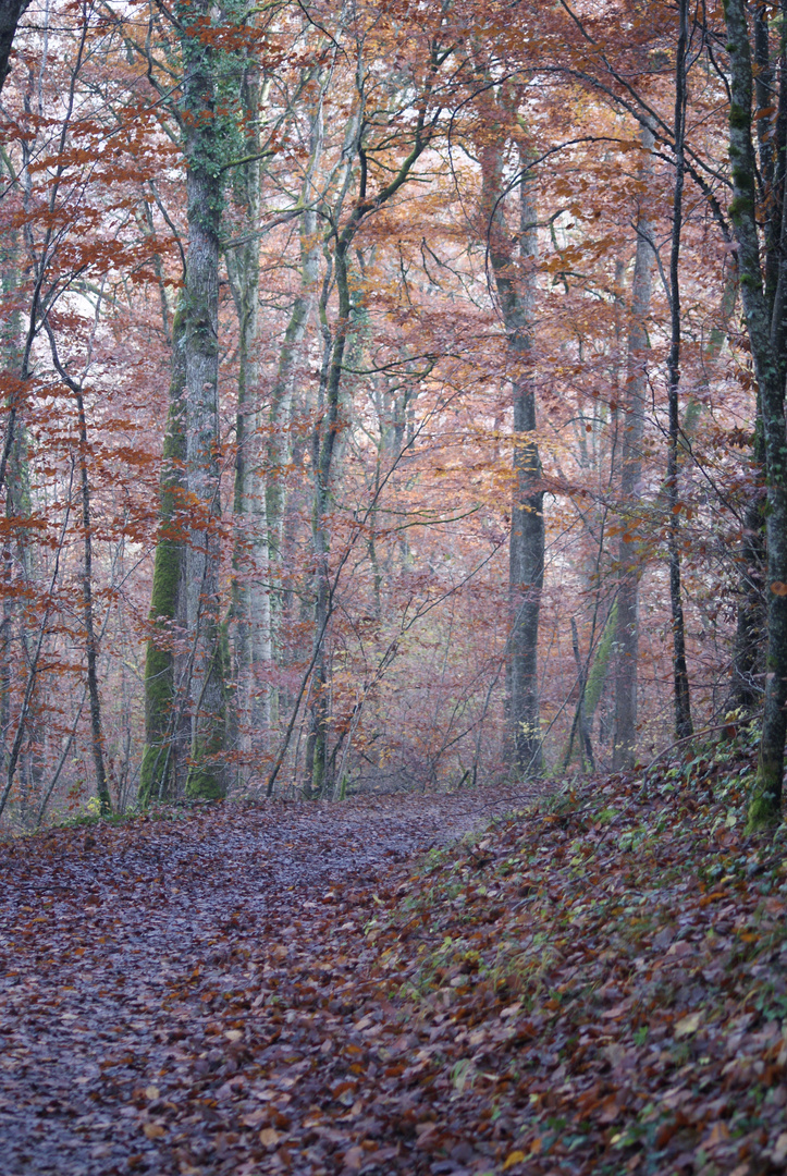 sentier ....................................