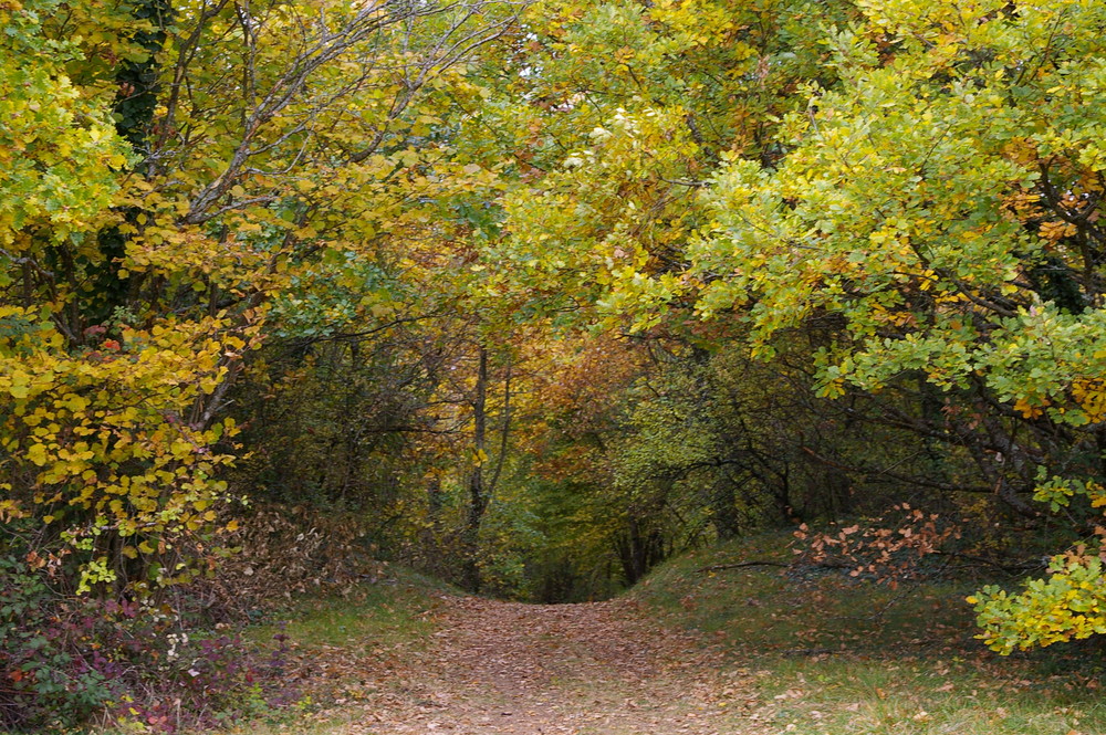 Sentier d'automne