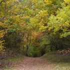 Sentier d'automne