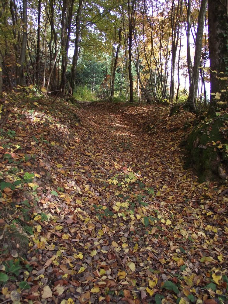 SENTIER DE FEUILLES