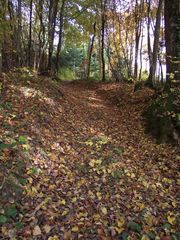 SENTIER DE FEUILLES