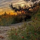 sentier de la pointe du cap ferret 