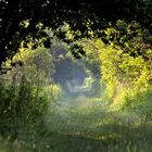 Sentier de lumière….