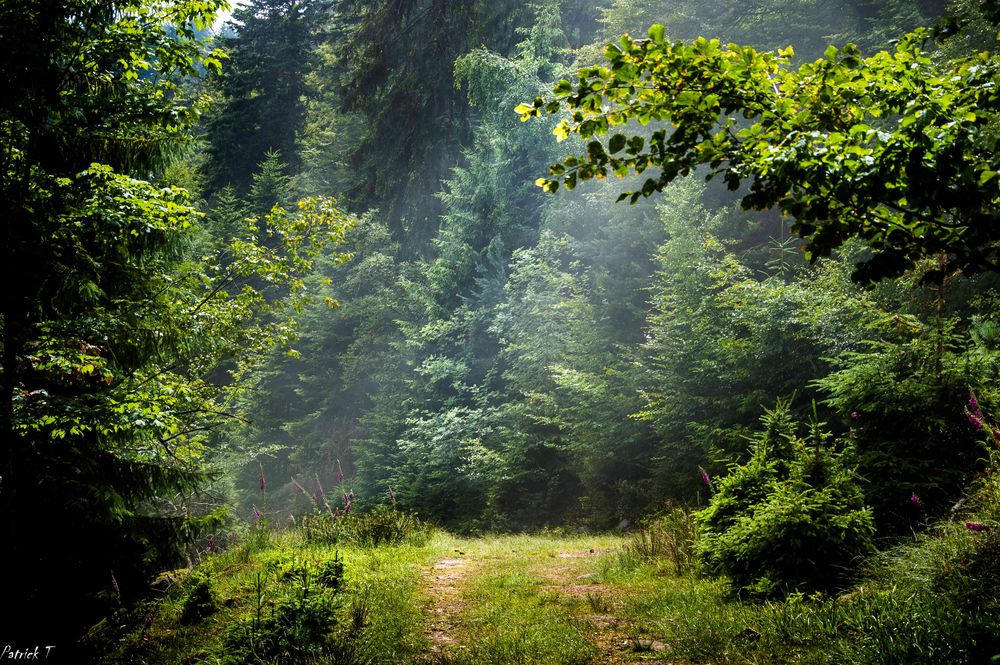 Sentier de lumière