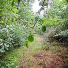 Sentier de pluie