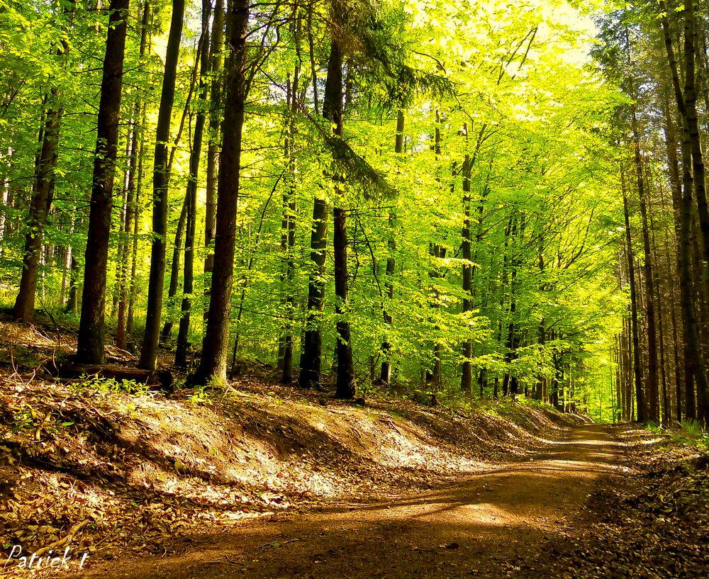 Sentier de randonnée