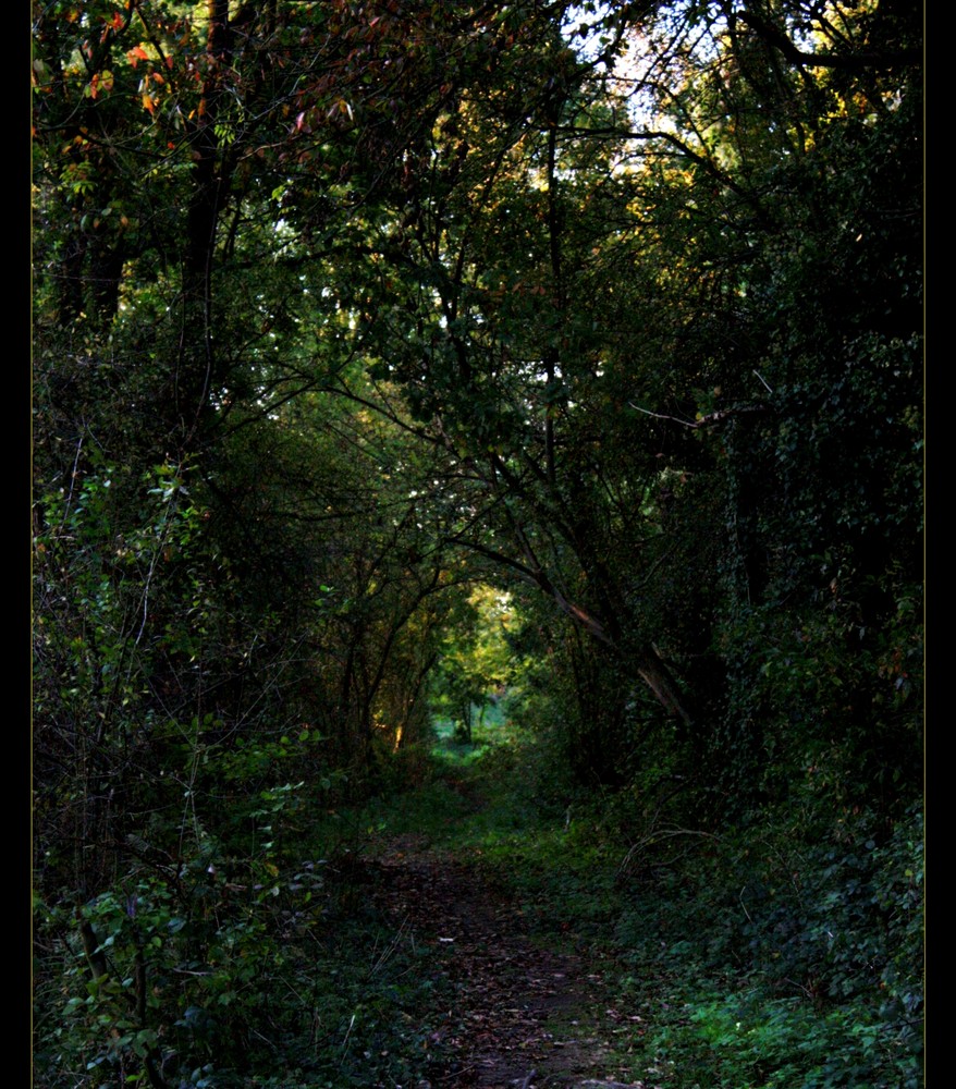 Sentier de verdure.