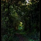 Sentier de verdure.