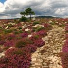 Sentier des Ritournelles, proche de "La Garde Guérin"