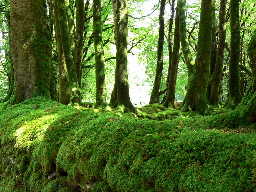 Sentier en Armorique