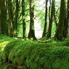 Sentier en Armorique