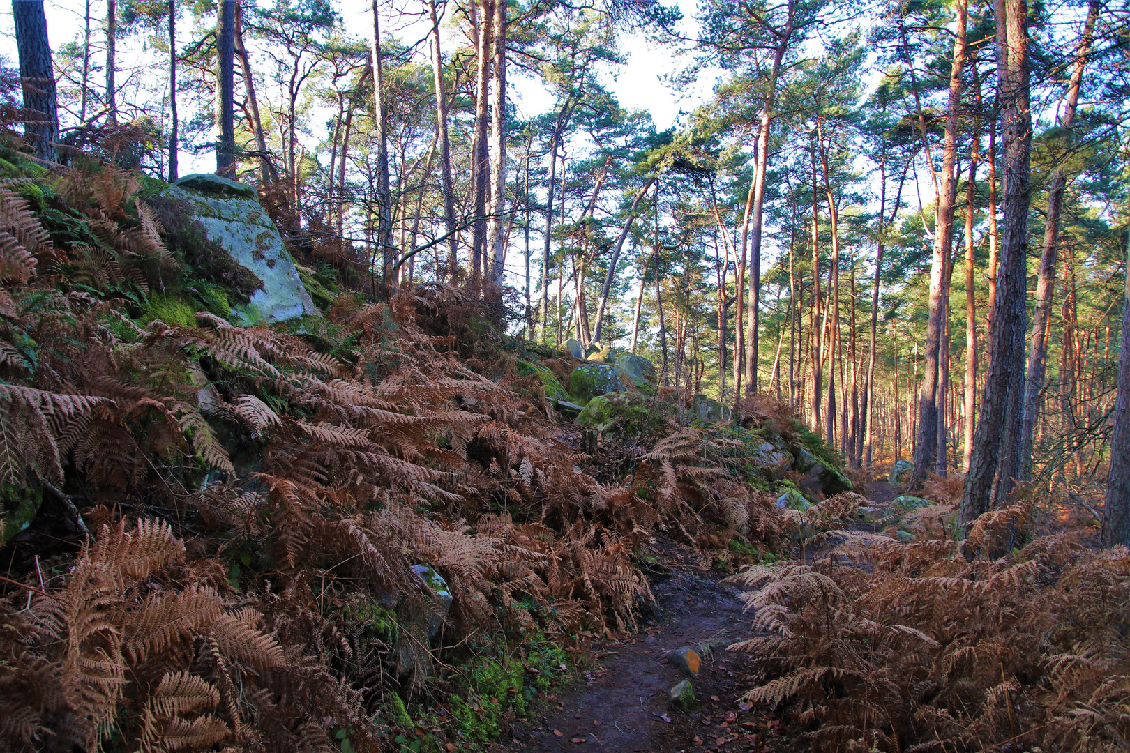 Sentier forestier