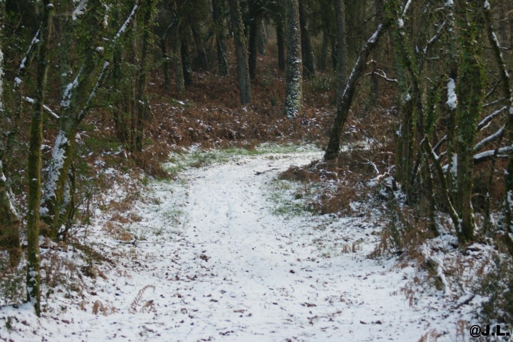 SENTIER FORESTIER DES LANDES SOUS LA NEIGE