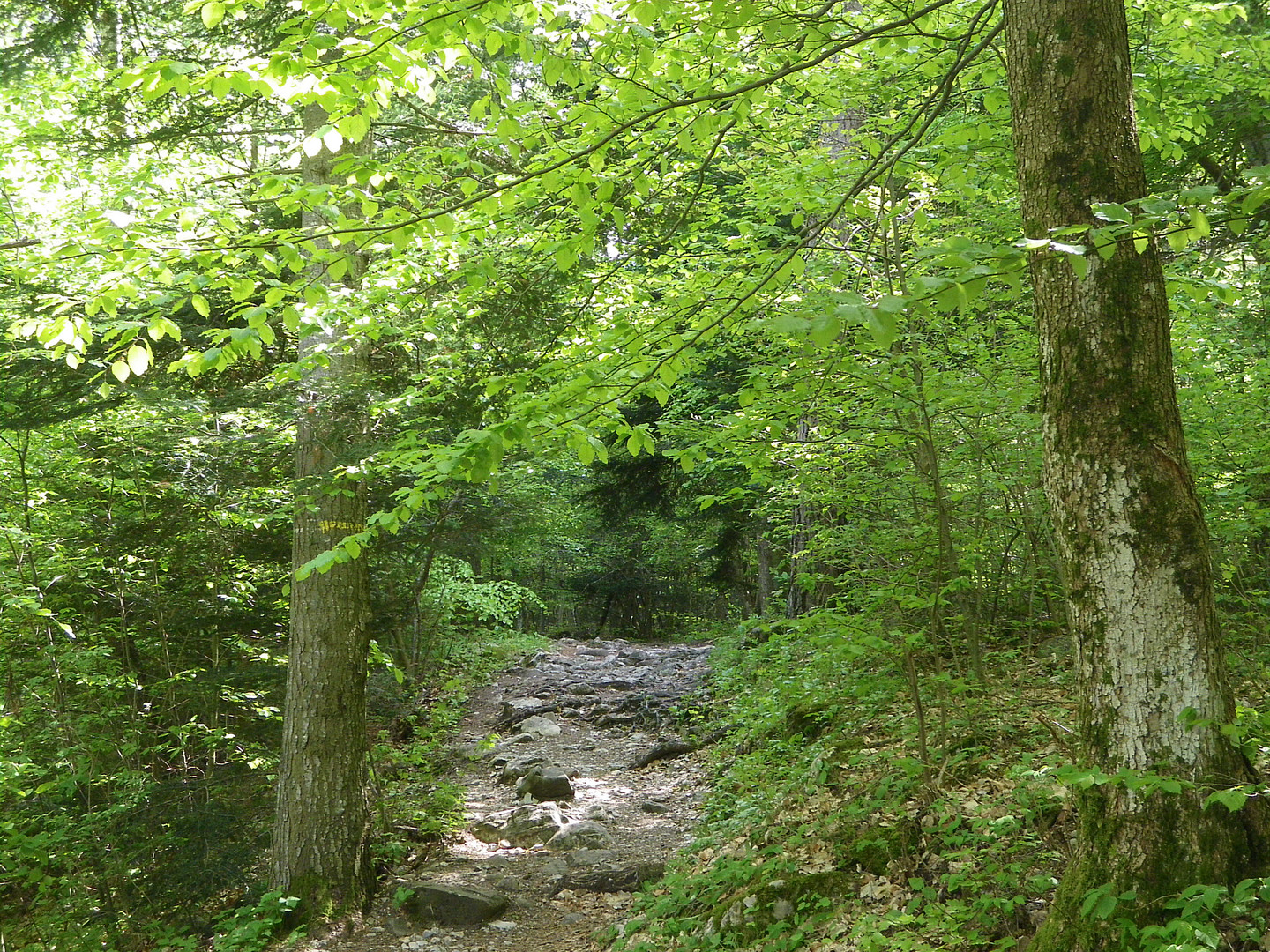 Sentier mystérieux