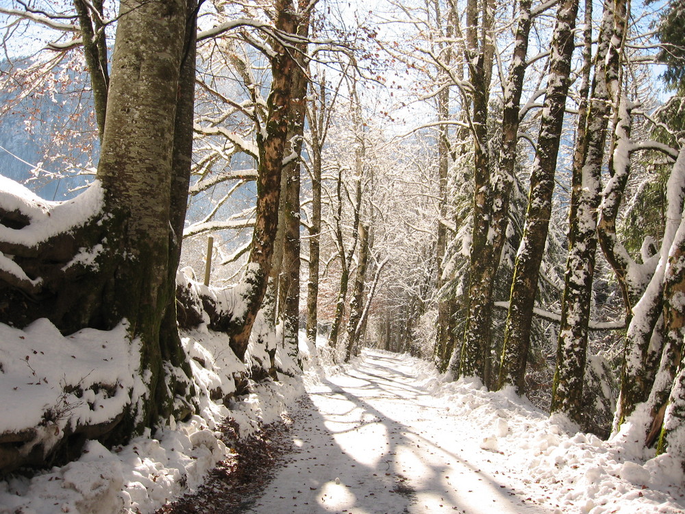 sentier sous la neige en Chartreuse