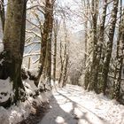 sentier sous la neige en Chartreuse