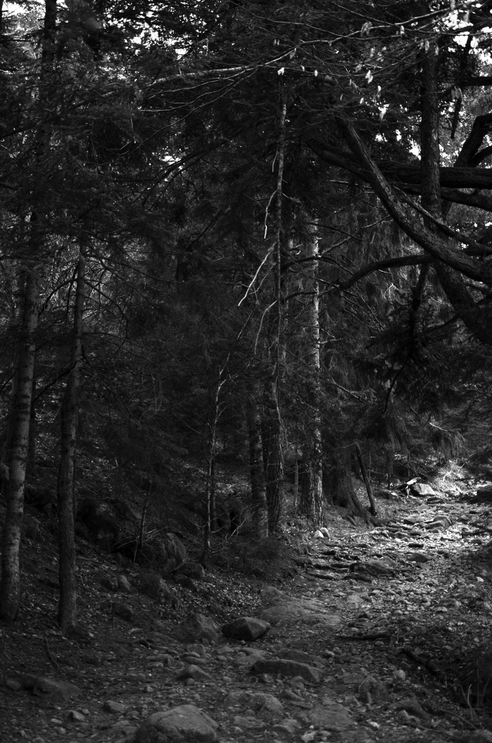 Sentier vers le lac du forlet en venant du lac noir