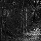 Sentier vers le lac du forlet en venant du lac noir