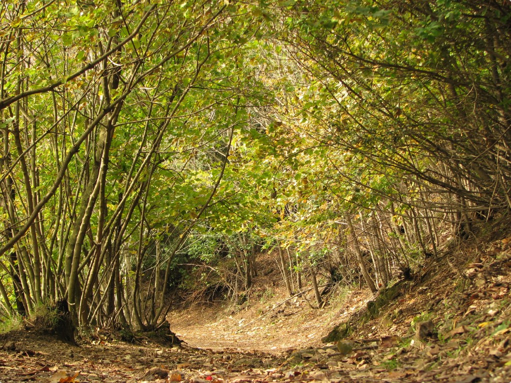 Sentieri d'autunno.