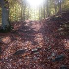 sentiero d'autunno