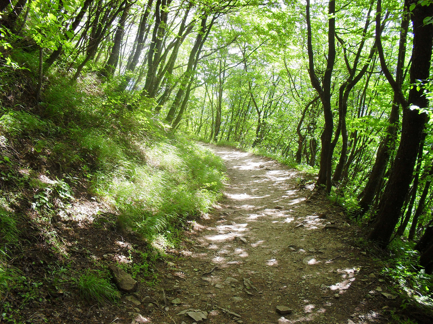 sentiero della natura