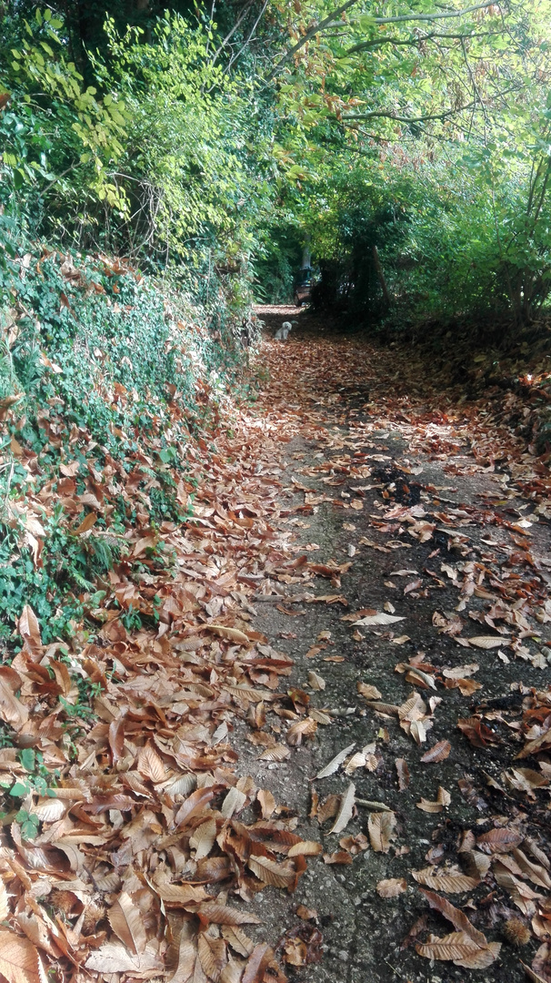 SENTIERO DI CASTAGNE