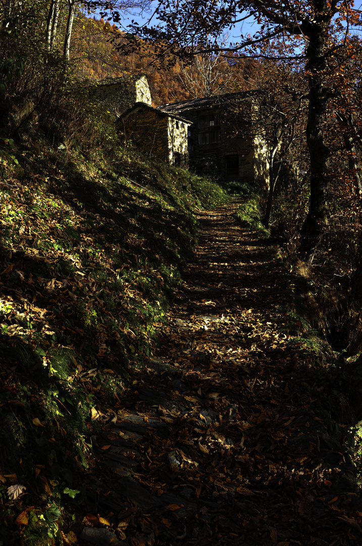 Sentiero di foglie