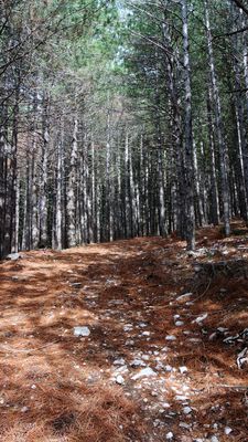 Sentiero di montagna