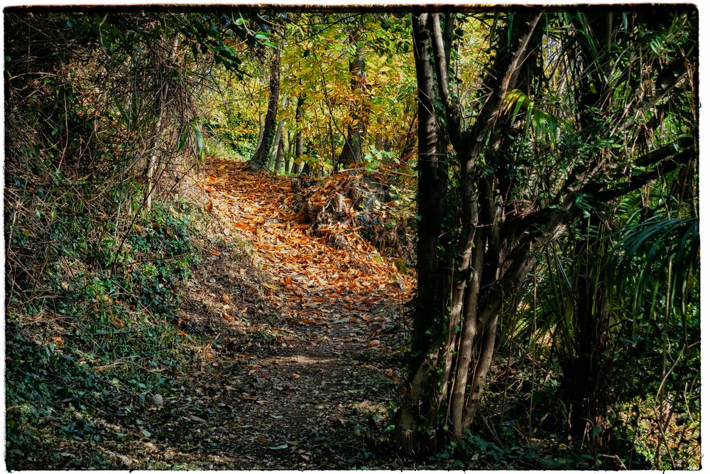 Sentiero nel bosco