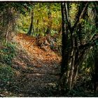 Sentiero nel bosco