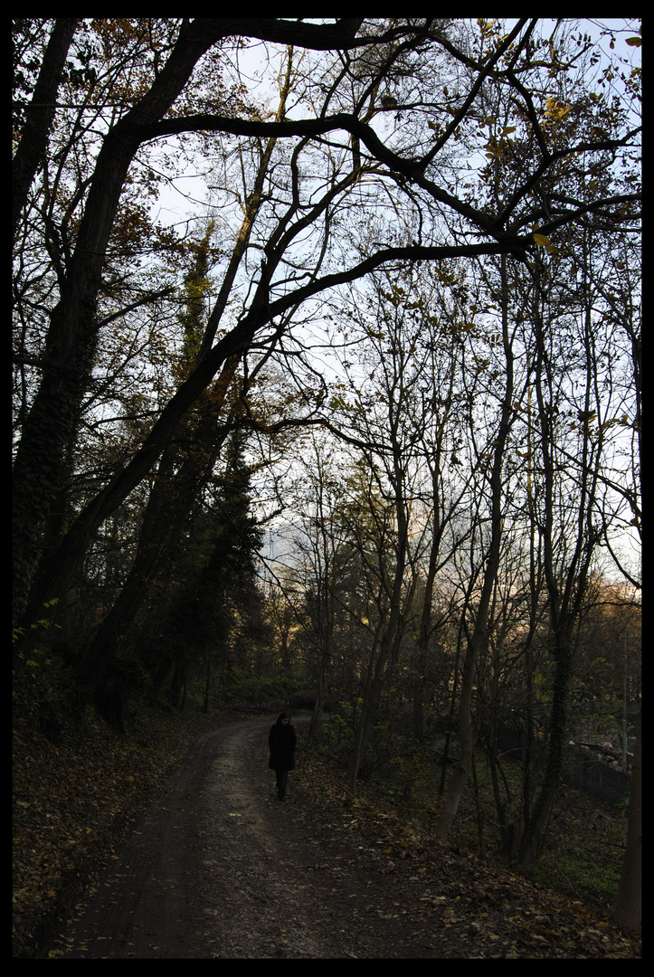 sentiero nel bosco