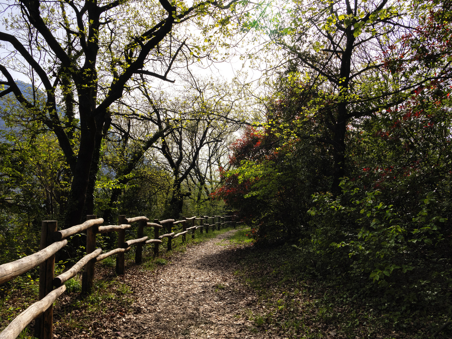 Sentiero nel bosco