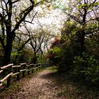 Sentiero nel bosco