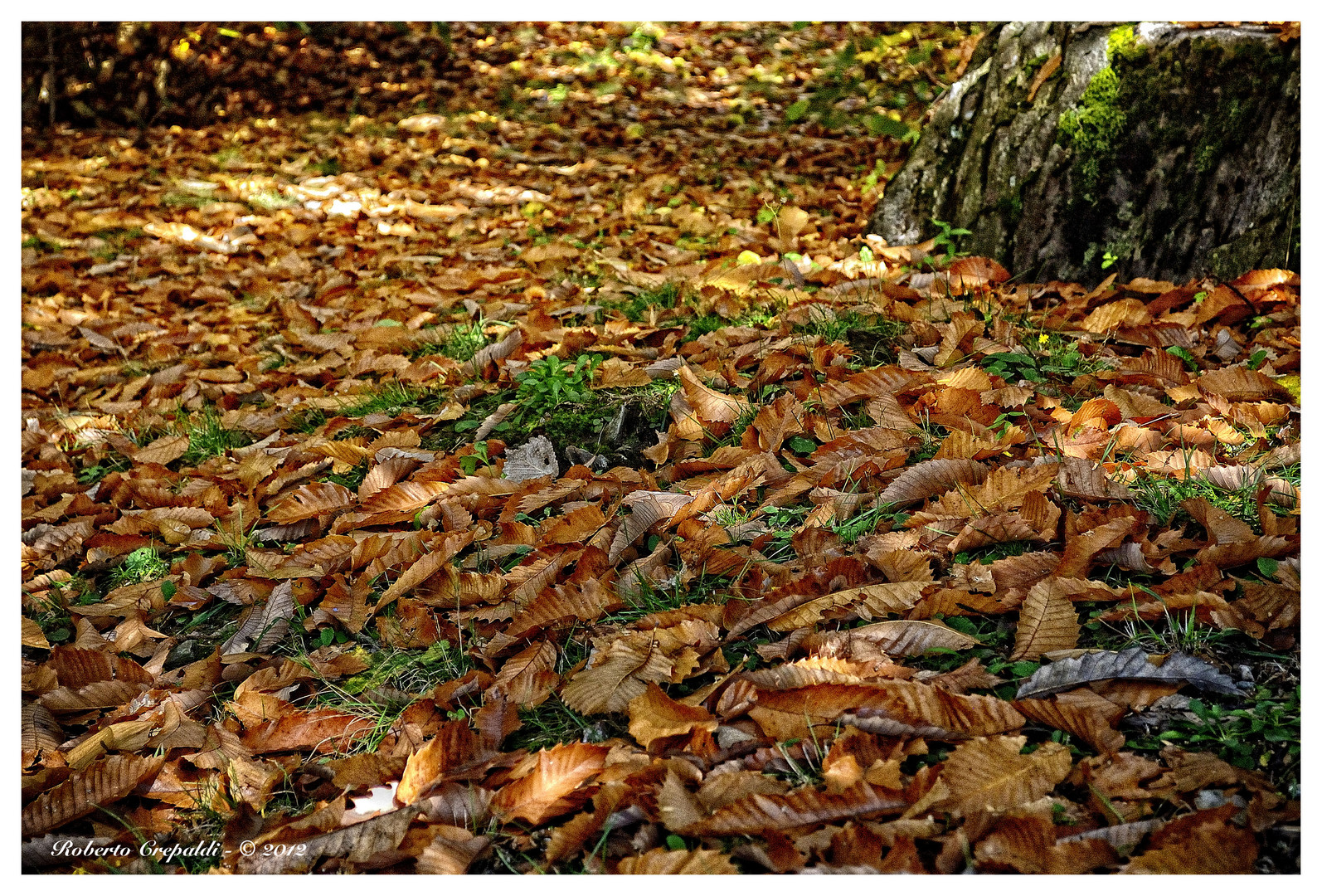 Sentiero nel bosco