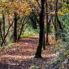 Sentiero nel bosco