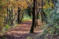 Sentiero nel bosco