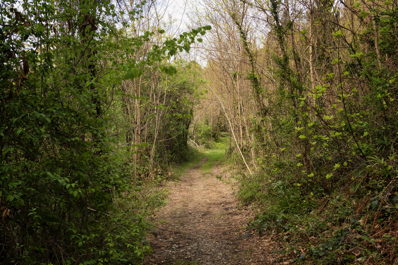 Sentiero nel bosco