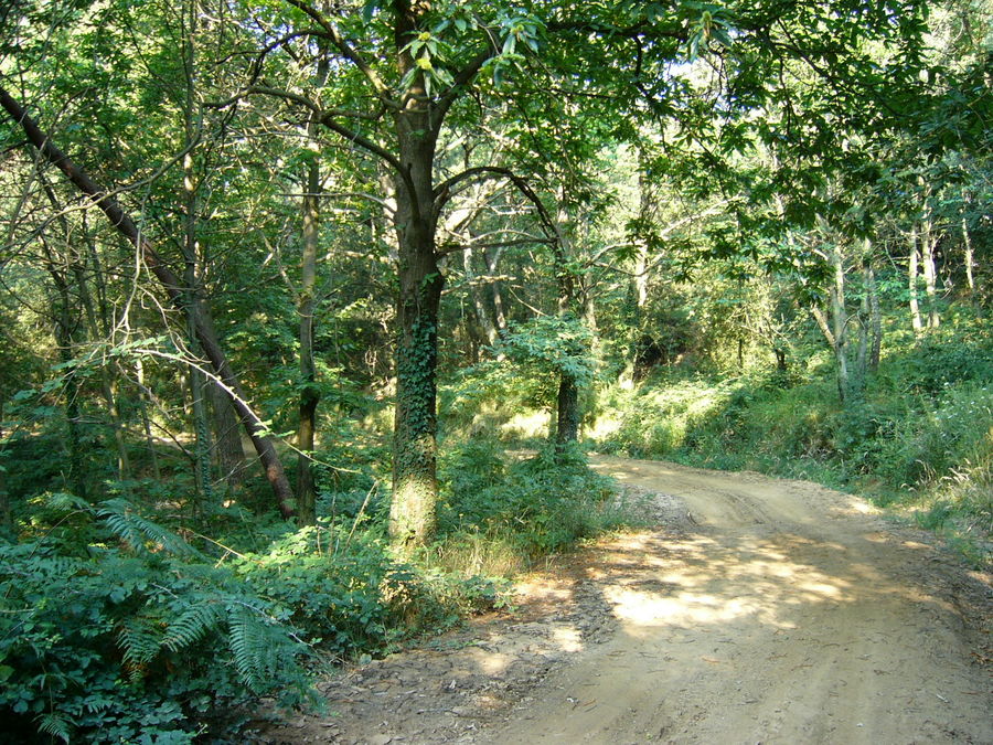 Sentiero nel bosco