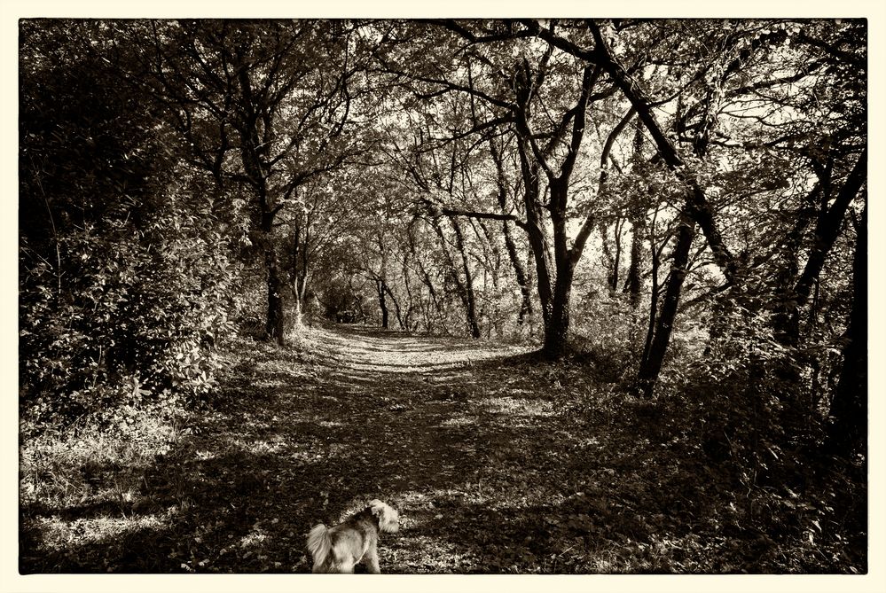 Sentiero nel bosco