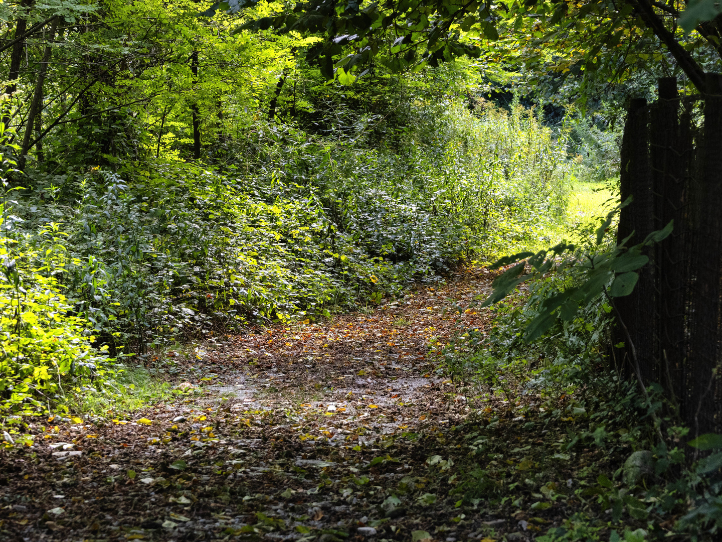 Sentiero nel bosco