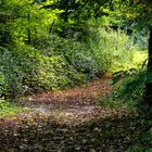 Sentiero nel bosco