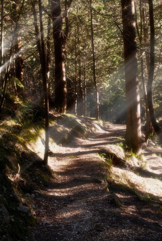 Sentiero nel bosco