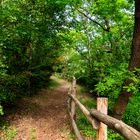 Sentiero nel bosco