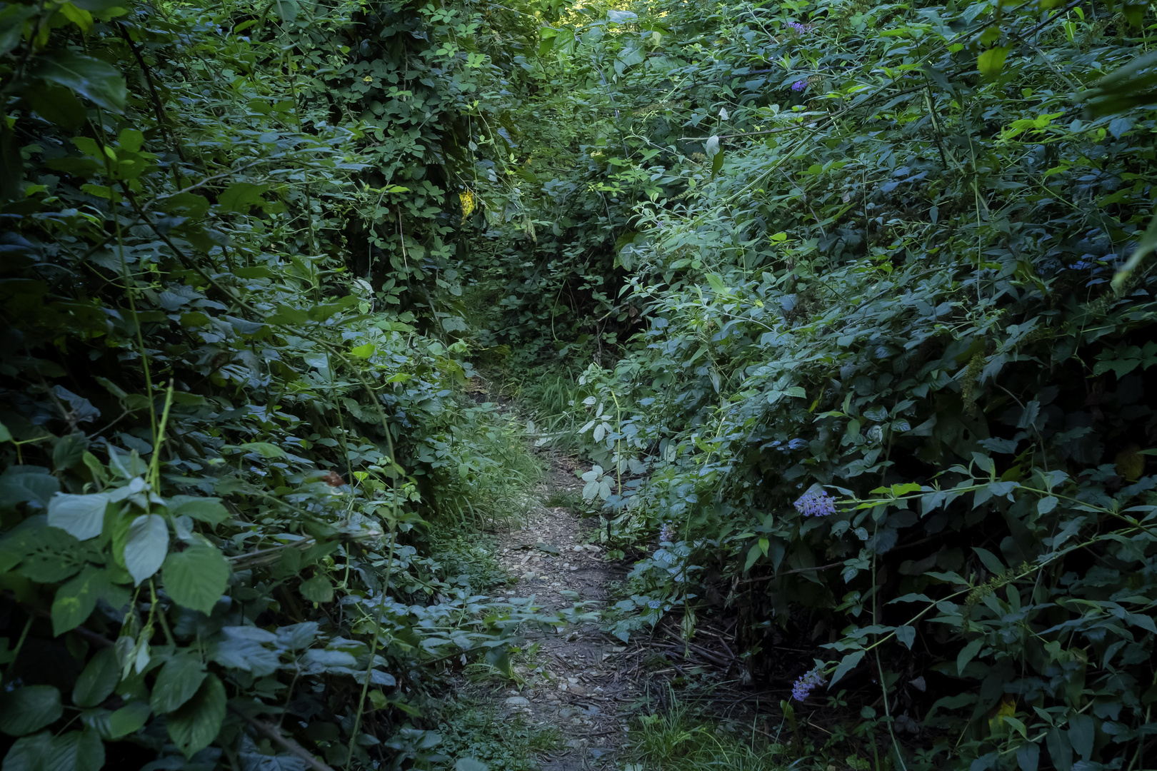 Sentiero nel bosco