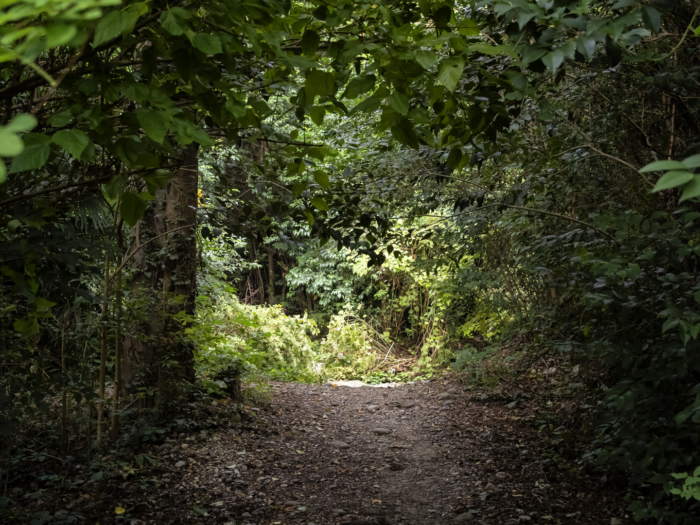 Sentiero nel bosco