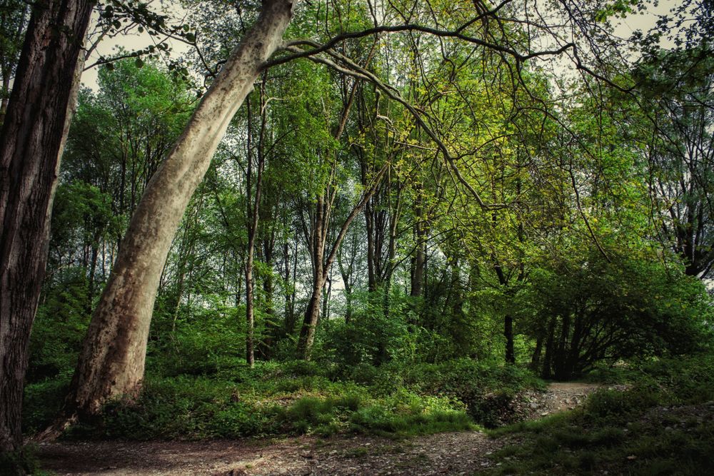 Sentiero nel bosco